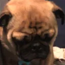 pugjack
