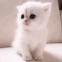 https://cdn.discordapp.com/avatars/737594885296881684/a_6931b088cd8a96b0ee1e09e9f1fb09d8.jpg?size=128