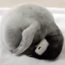 sleepypenguin4646 avatar