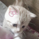 avatar ˚₊‧꒰ა ֆǟɨɛʄօ ໒꒱ ‧₊˚