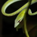 avatar ⋆｡°✩ Saber ✮°｡⋆