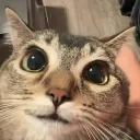 yoferox