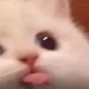 thecinnyroll