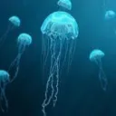 jellyfish5114 avatar