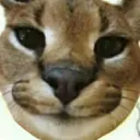 artemiy_ast