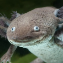 .axololt#9979's avatar