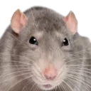 dabeansman avatar