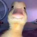 dorianer_16