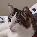 kingbj