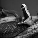0snake4_20