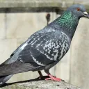 braydanthepigeon