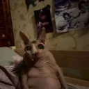 _feep