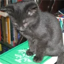 .profmeow