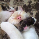 avatar Milan (•˕ •マ.ᐟ