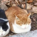 avatar Milan (•˕ •マ.ᐟ