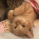 avatar Milan (•˕ •マ.ᐟ