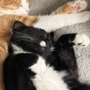 avatar Milan (•˕ •マ.ᐟ