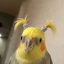 samuraiskyy
