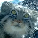 meowtw1xx