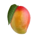 mangorolace