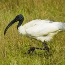 ibis9492