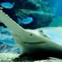 oghotfish avatar
