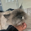 avatar 진홍색 비