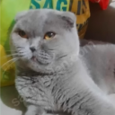 avatar otoban eriği
