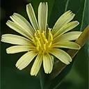 foragerieed8567