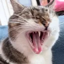 foufe