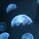 ojuju