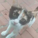 kextrea
