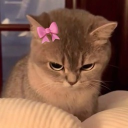 avatar 𝑺𝑬𝑳𝑬𝑵𝑨