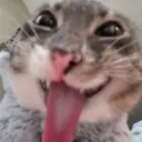 wolfenzy