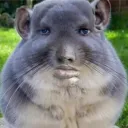 Аватар lanpono