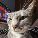 fettuccinecat