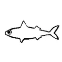 transfish avatar
