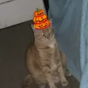 agenericcat