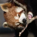 panda2620