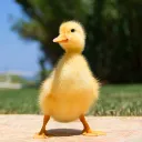 1_duckling