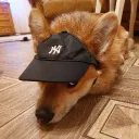pixelrthefox