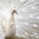 royal_peacock
