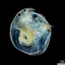 waterflea