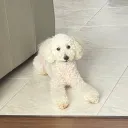 zzlumi