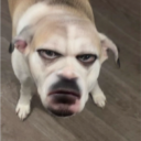 avatar Fuh ahh dog #1