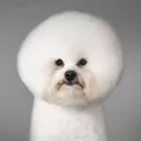 doge_0