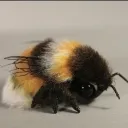 blackchayok