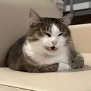 sashkedo