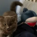 sharkaee
