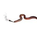 niftysock